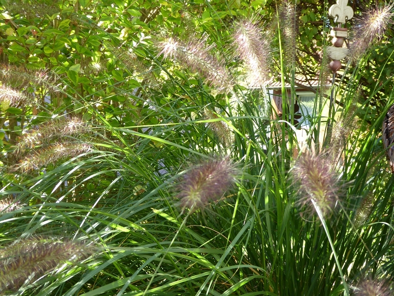 Im Garten im September 2014