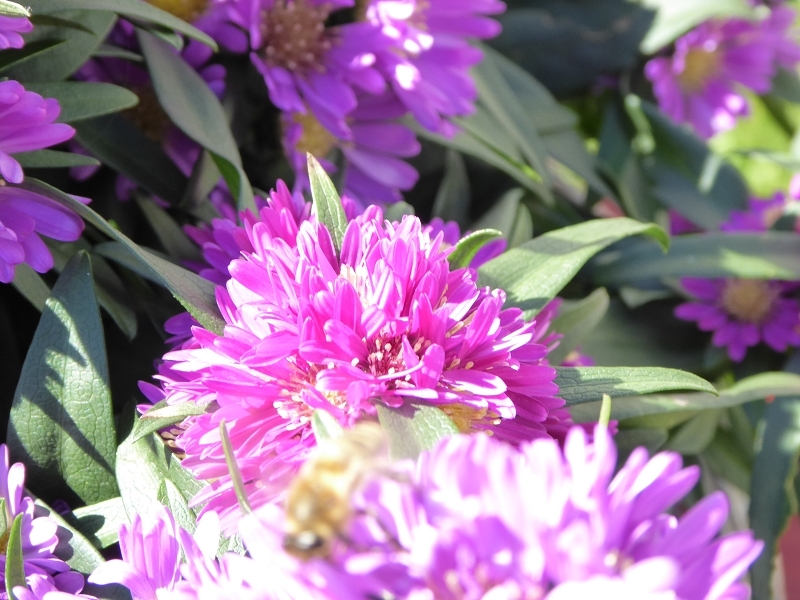 Im Garten im September 2014