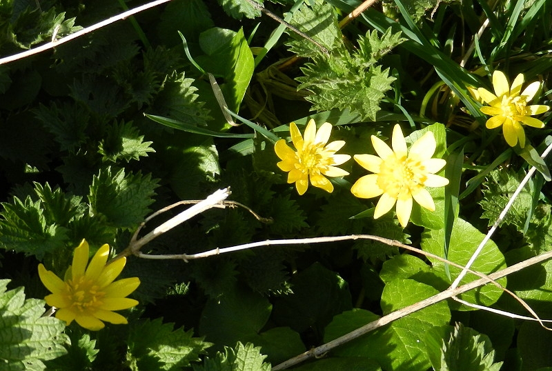 Schabockskraut  026 800