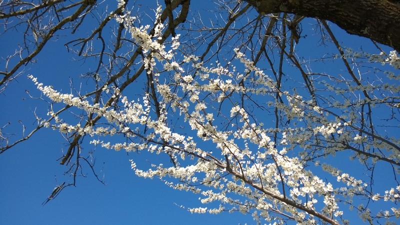 Waldspaziergang mit Frühlingsboten