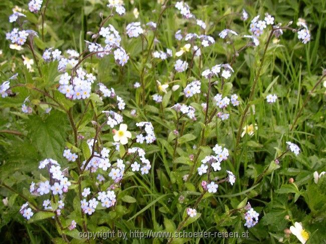 Frühling im Gebirge: Vergissmeinnicht