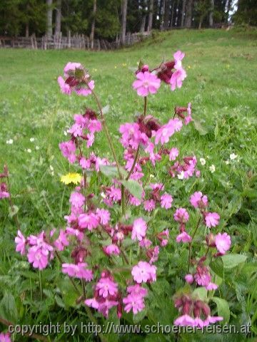 Frühling im Gebirge: Lichtnelken