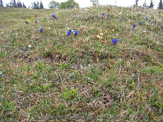 Almwiese im Frühling