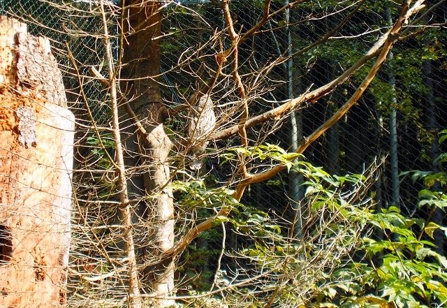 Riedlhütte, Nationalpark Lusen