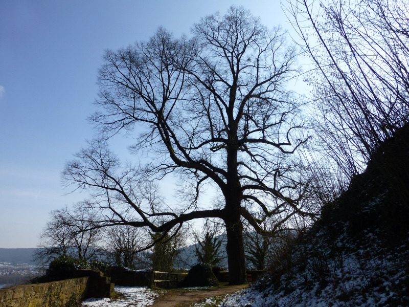 D:Bayern>Henneburg>Vorburg>Baum