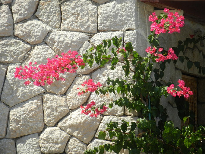 Insel Mljet > Prozurska Luka 4