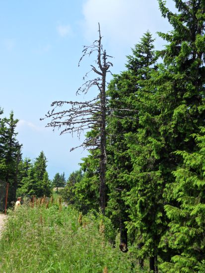 RO:Brasov>Poiana035