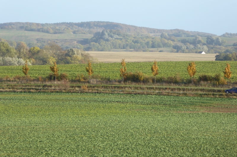 00 8 Kraniche Polkvitz  (3)