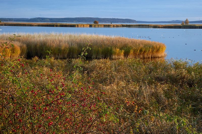 12 8 Bodden Kraniche 152