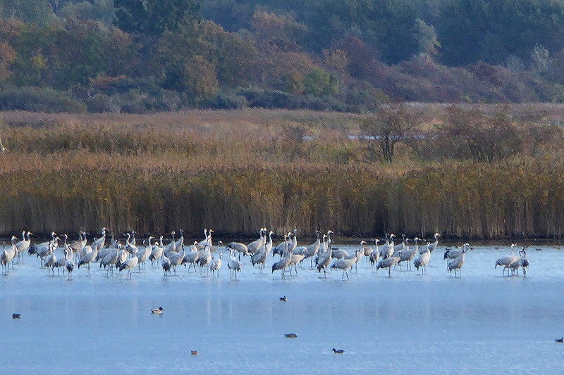 17 8 Bodden Kraniche 165