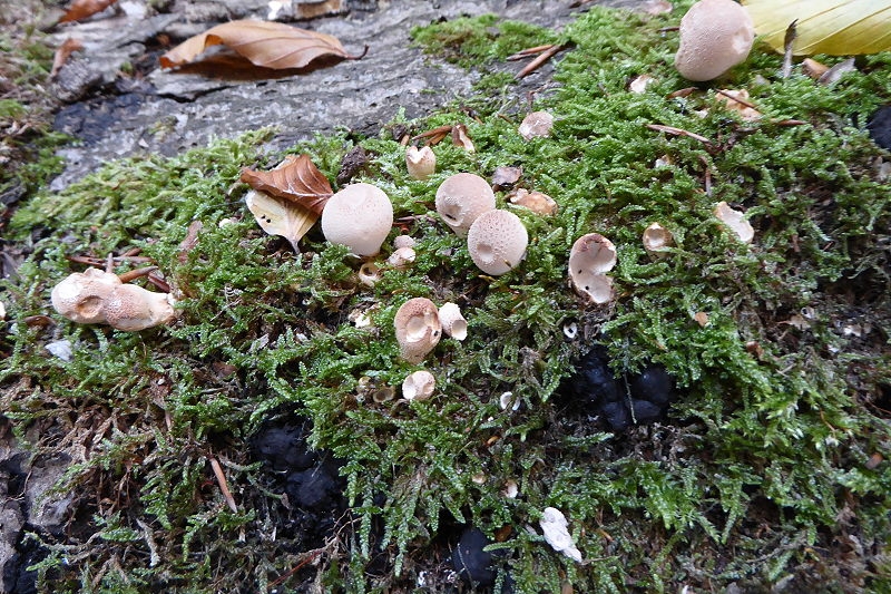 25 8 NP Jasmund 045