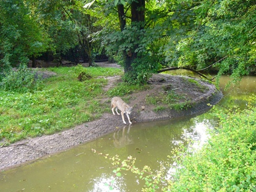 Zoo Hellabrunn Der Wolf