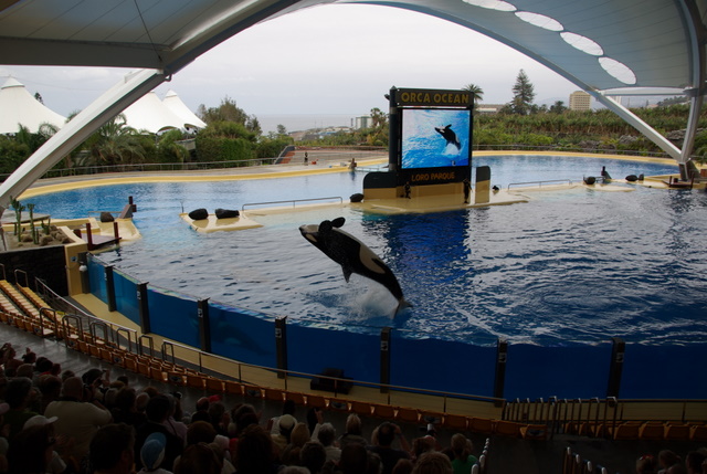 LORO PARQUE > 30_Orca Ocean