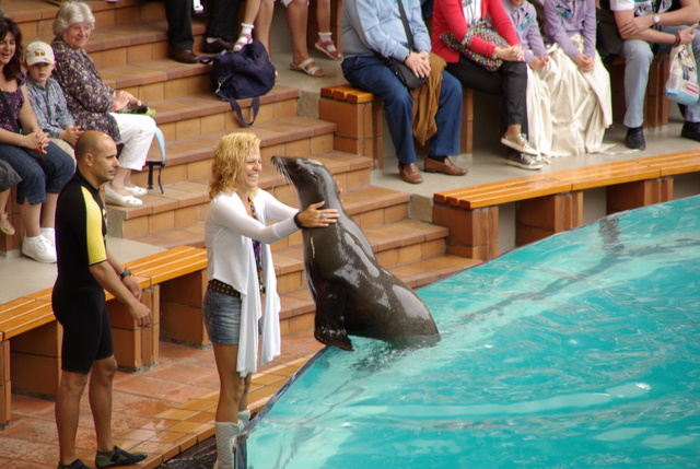 LORO PARQUE > 06_Seelöwenshow