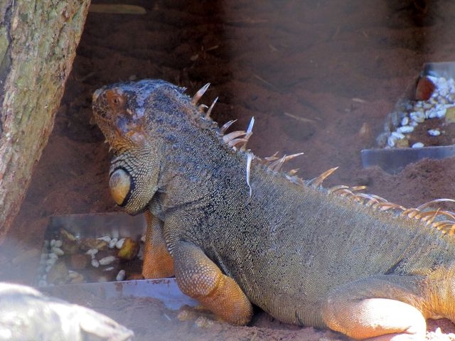 Vogelpark