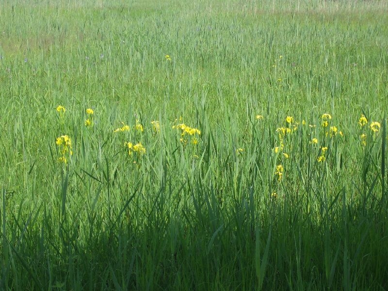 Eriskircher Ried 05.2015 003