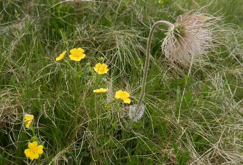 19 Hirzer N 009 - 800