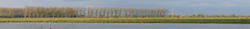 Baumgruppe am See