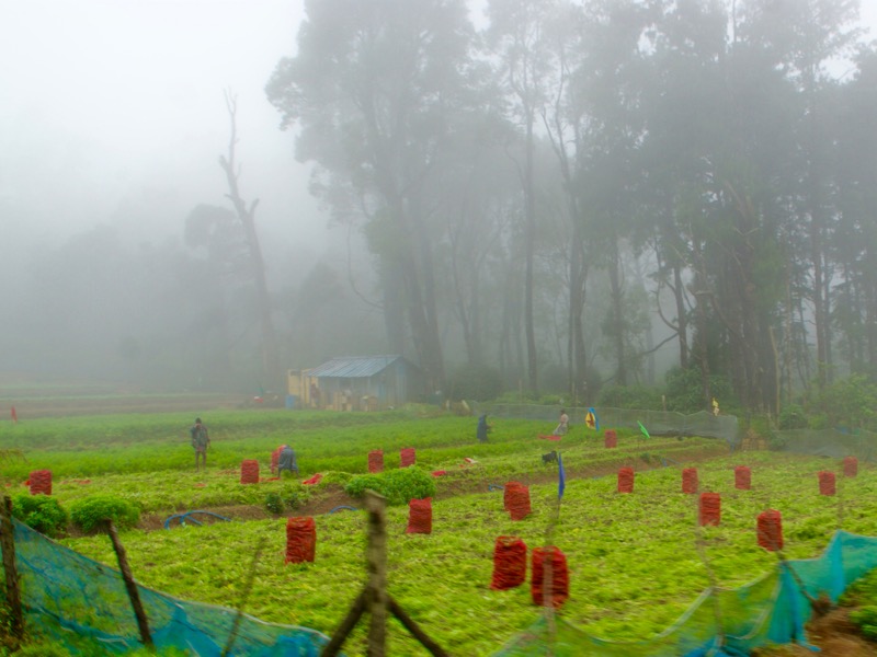 Ella > Zugfahrt nach Nanu-Oya
