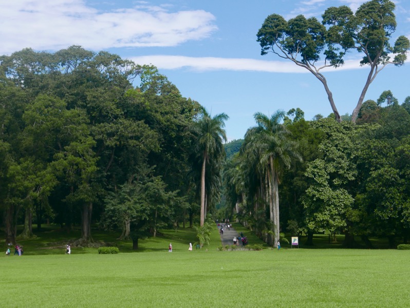 Kandy > Botanischer Garten Peradeniya