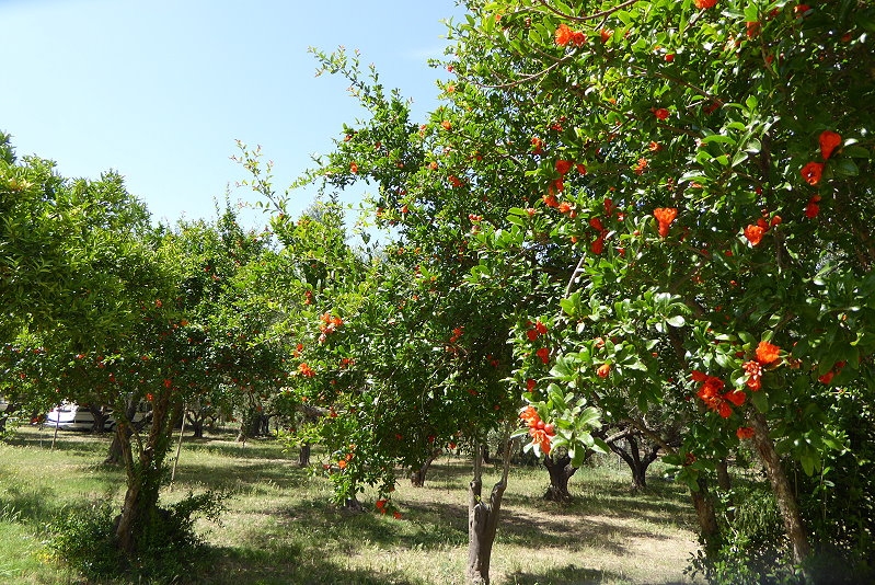 8P1090238