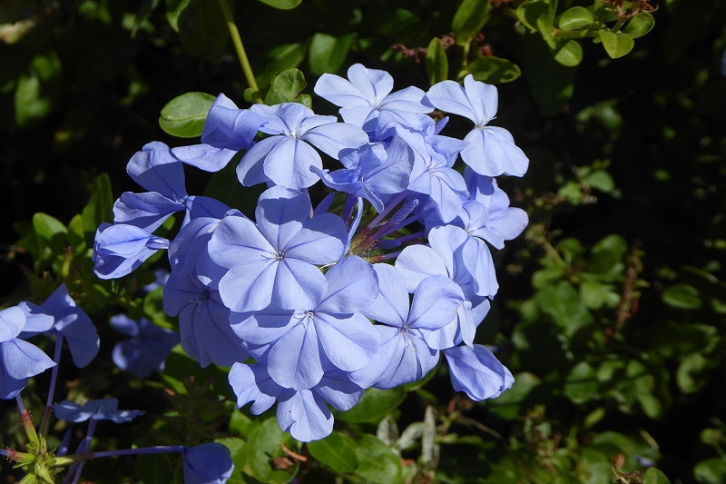 8P1110333