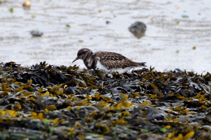 Jade-Schweiburg 02 7