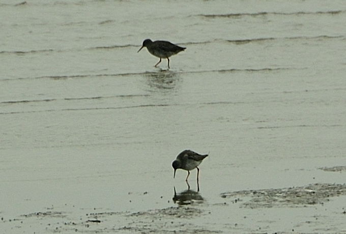 2011a Ostfriesland