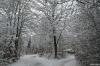 BÖBLINGEN-RAUHER KAPF > Waldsiedlung - Schneeeindrücke vom 13.12.2008