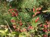 8Sterntaler Filze 049