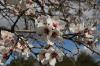 Frühling  bei Sibenik 3