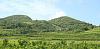 Peljesac > Weinberge