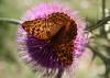 Mariendistel > Schmetterling