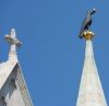 H:Budapest>Burgberg>Matthiaskirche>Rabe