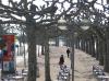 FRANKFURT > Allee am Museumsufer