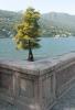 LAGO MAGGIORE > Baum mit Fußbad vor der Insel Bella LAGO MAGGIORE > Baum mit Fußbad vor der Insel Bella