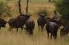 5 Dieters Afrikatour Krüger Nationalpark 8 5 Dieters Afrikatour Krüger Nationalpark 8