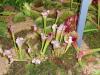 waldis BUGA>1.Tag>Blume021 waldis BUGA>1.Tag>Blume021
