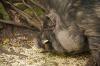 Tierpark Rosegg 6