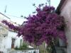 GR:Korfu>Hlomos>Bougainvillea GR:Korfu>Hlomos>Bougainvillea