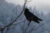 Rabe im Winter Rabe im Winter