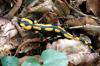 Feuersalamander