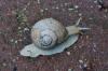 Weinbergschnecke