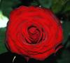 Rote Rose