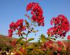 Lagerstroemia