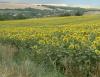 Sonnenblumenfeld in Ungarn1