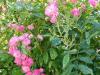 Im Garten Im Garten
