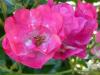 Im Garten