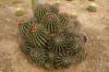 BOTANICACTUS > FEROCACTUS BOTANICACTUS > FEROCACTUS