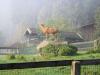 Bayerwald Impressionen 5